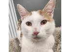 Adopt Jalapeno a Orange or Red Domestic Shorthair / Mixed cat in Blasdell