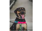 Adopt Cupid a Black - with Tan, Yellow or Fawn Rottweiler / Mixed Breed (Medium)