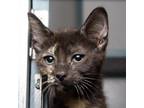 Adopt Babette a Tortoiseshell Domestic Shorthair / Mixed cat in Evansville