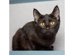 Adopt Monarch a All Black Domestic Shorthair / Mixed cat in Evansville