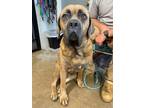 Adopt Midge a Cane Corso / Mixed dog in Hillsboro, OH (38976512)
