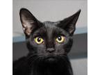 Adopt Juniper a All Black Domestic Shorthair / Mixed cat in Evansville