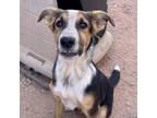 Adopt Mesmer a Brown/Chocolate Mixed Breed (Medium) / Mixed dog in Moab