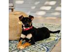 Adopt Noir a Black Mixed Breed (Medium) / Mixed dog in Moab, UT (38790310)