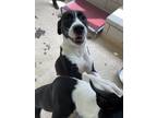 Adopt SWEET POTATO a Black Mixed Breed (Large) / Mixed dog in Houston