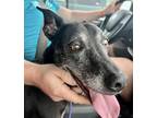 Adopt FELICITY a Black Mixed Breed (Large) / Mixed dog in Fernandina Beach