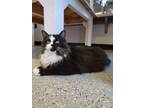 Adopt Zelda a All Black Domestic Mediumhair / Domestic Shorthair / Mixed cat in