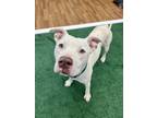 Adopt Bartok a White American Pit Bull Terrier / Mixed dog in Daytona Beach