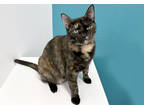 Adopt May a All Black Domestic Shorthair / Domestic Shorthair / Mixed cat in
