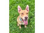 Adopt Charlotte a Tan/Yellow/Fawn Labrador Retriever / Mixed dog in Worcester