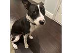 Adopt Zara a Black - with White American Pit Bull Terrier / Mixed dog in