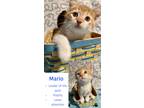 Adopt Mario! a Orange or Red Domestic Mediumhair (short coat) cat in Farmington