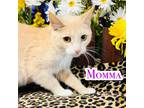 Adopt Momma a Tan or Fawn Domestic Shorthair / Domestic Shorthair / Mixed cat in