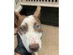 Adopt Blue Haze - IN FOSTER a Brown/Chocolate Mixed Breed (Medium) / Mixed dog