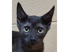 Adopt Adelia a All Black Domestic Shorthair (short coat) cat in Smithfield