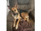 Adopt Ezera a Brown/Chocolate Shepherd (Unknown Type) / Mixed dog in Columbia