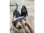 Adopt Lucky & Otis a Black German Shepherd Dog / Great Dane / Mixed dog in