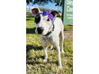 Adopt F23 FC 974 Precious a White American Pit Bull Terrier / Mixed dog in La