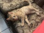Adopt Cutie a Orange or Red Tabby Domestic Shorthair (short coat) cat in