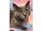 Adopt Ollie - RC PetSmart a Gray or Blue Domestic Shorthair (short coat) cat in