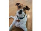 Adopt Teddy a White - with Brown or Chocolate Jack Russell Terrier / Mixed dog
