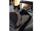 Adopt Annie a Calico or Dilute Calico Calico / Mixed (medium coat) cat in