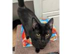 Adopt Tempest a All Black Domestic Shorthair / Domestic Shorthair / Mixed cat in