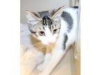 Adopt Sincere - a White Domestic Shorthair / Domestic Shorthair / Mixed cat in