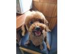 Adopt Pog a Brown/Chocolate Poodle (Miniature) / Mixed dog in Bellevue