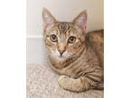 Adopt Sombra a Orange or Red Domestic Shorthair / Domestic Shorthair / Mixed cat