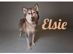 Adopt Elsie a Black Husky / Mixed dog in Fresno, CA (38781391)
