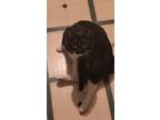 Adopt Denji a Black & White or Tuxedo Domestic Shorthair / Mixed cat in