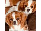 Cavalier King Charles Spaniel Puppy for sale in Corona, CA, USA