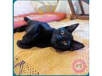 Adopt Tom a All Black Domestic Shorthair (short coat) cat in SANTA ANA
