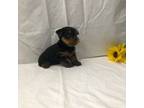 Yorkshire Terrier Puppy for sale in Irvington, KY, USA