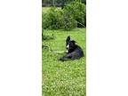 Adopt Ellie a Black - with White Akita / Labrador Retriever / Mixed dog in