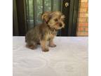 Yorkshire Terrier Puppy for sale in Irvington, KY, USA