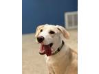 Adopt Speckle a White - with Tan, Yellow or Fawn Mixed Breed (Large) / Mixed dog