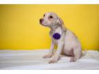 Adopt Dot a White - with Tan, Yellow or Fawn Mixed Breed (Large) / Mixed dog in