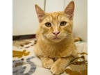 Adopt Carmelo a Orange or Red Domestic Shorthair / Domestic Shorthair / Mixed