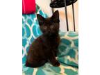 Adopt Girl Bear a All Black Domestic Longhair / Domestic Shorthair / Mixed cat