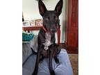 Adopt Mollie a Black - with White Australian Kelpie / Mixed dog in West Covina