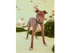 Adopt Paris a Brown/Chocolate American Pit Bull Terrier / Mixed Breed (Medium) /