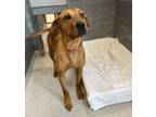 Adopt Ginger a Red/Golden/Orange/Chestnut Mixed Breed (Large) / Mixed dog in