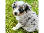 Miniature Australian Shepherd Puppy for sale in Howe, OK, USA