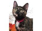 Adopt Sticky a Tan or Fawn Domestic Shorthair / Domestic Shorthair / Mixed cat