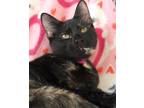 Adopt Biscuit a Tan or Fawn Domestic Shorthair / Domestic Shorthair / Mixed cat