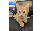 Adopt Peanut a Orange or Red Domestic Shorthair / Domestic Shorthair / Mixed cat