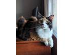 Adopt Sadie a Calico or Dilute Calico Tabby / Mixed (long coat) cat in Lenexa