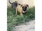 Adopt N/A a Tan/Yellow/Fawn American Pit Bull Terrier dog in San Bernardino